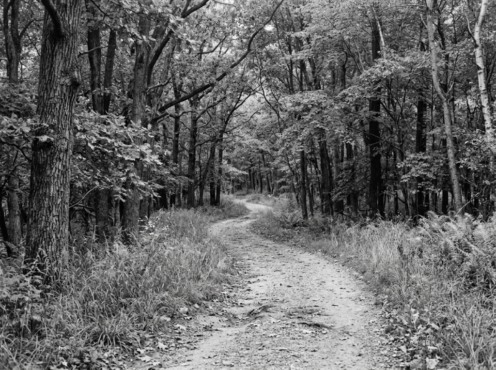 Winding dirt trail surrounded by trees and grass in a forest